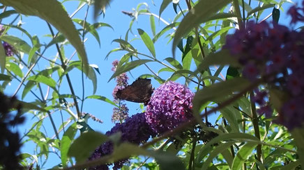 Schmetterling auf Flieder