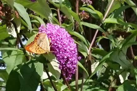 Schmetterling auf Flieder