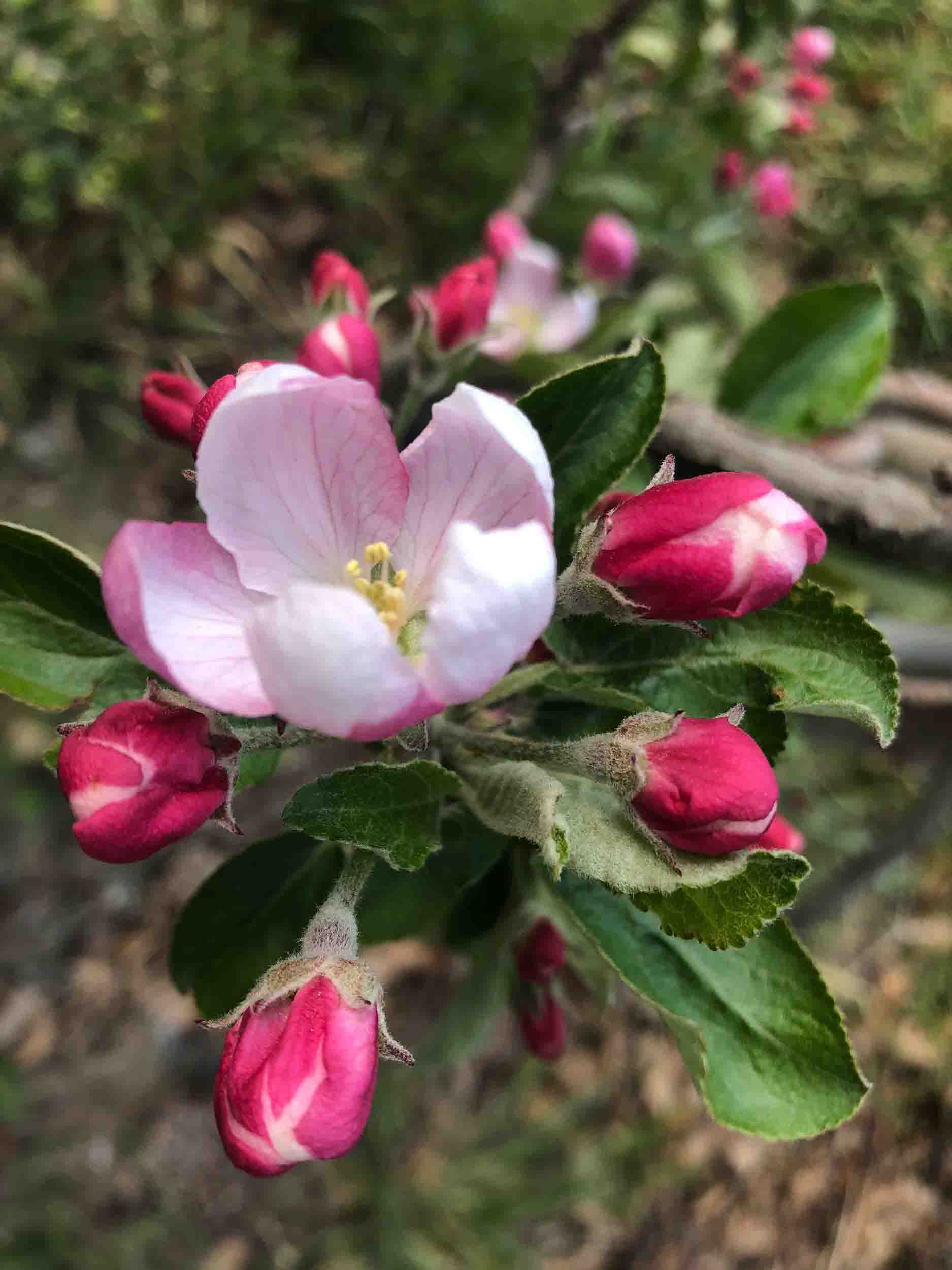 Frau beim Palmieren